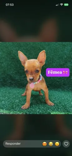 Pinscher 54 dias, vermifugado