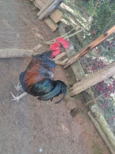 Galo GSB (Balão)