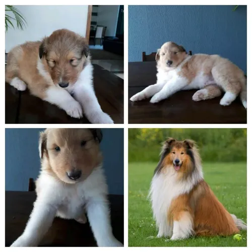 Collie, Filhotes de Cães Lassie a Venda