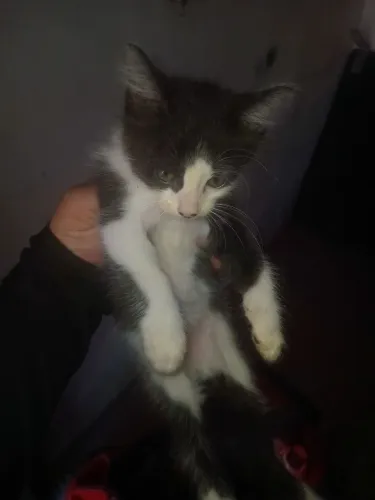 Doação de filhotes de gatos 