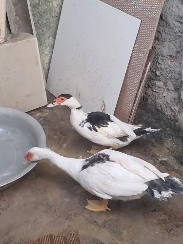 Casal de patos