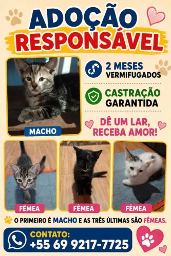 Doação de gatinhos
