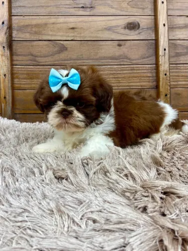 Shih tzu macho filhote 