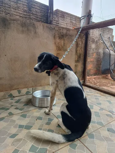 Cães Filhotes - doação 