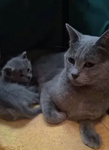 Filhotinho de chartreux com azul francês