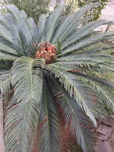 Planta Fênix de 7 anos