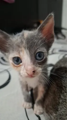 Doando gatinhos