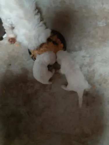 Casal de podoll