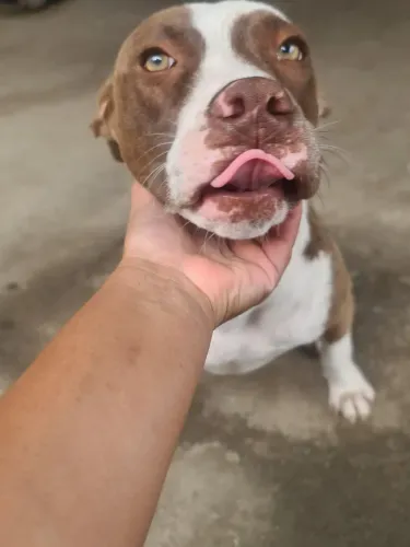 Pitbull pura