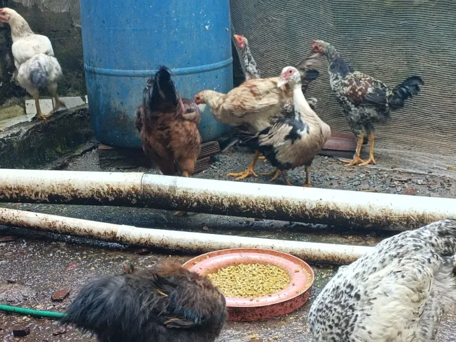 Galinhas galos e pato