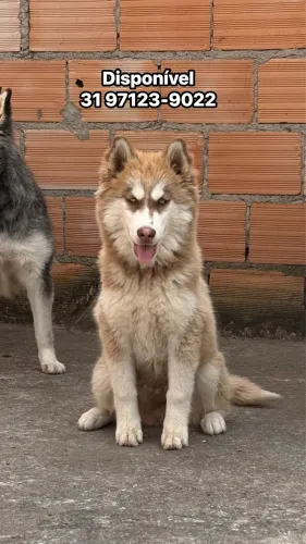 Husky Siberiano