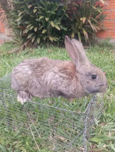 Coelha gigante