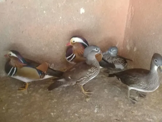 Marreco Mandarim