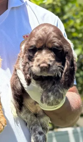 Cocker Spaniel Puro Sangue