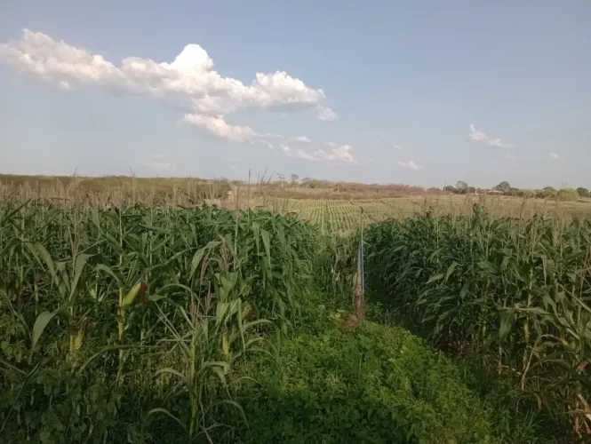 Vendo Fazenda em Milagres-Ce