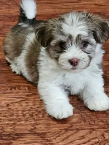 Lhasa Apso de Alto Padrão - Atendimento Personalizado e Seguro