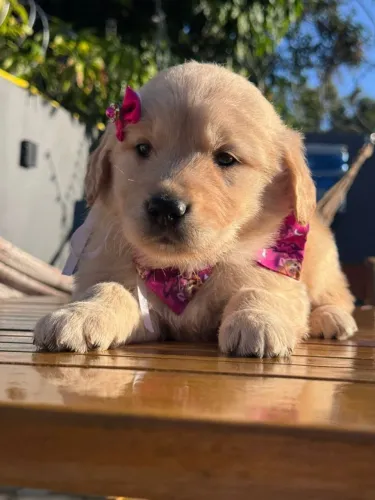 Golden femêa com vacina