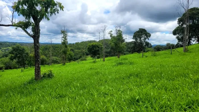 Fazenda de 215 hectares, distrito Santiago (Presidente Olegário), 40 km Patos de Minas