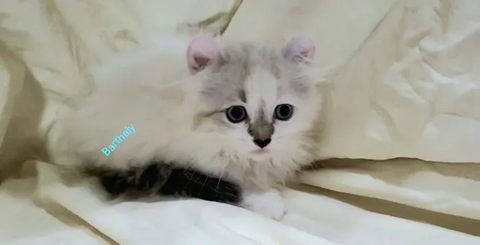 Filhote Raça American Curl 10x297cabe no seu bolso, Scottish Fold, bem diferentesde Persa 