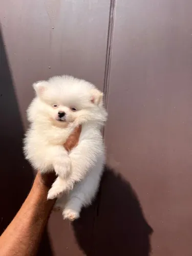 Filhote de Spitz Alemão com pedigree 