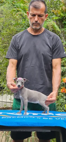 Galgo Italiano FEMEA - Linda Cor