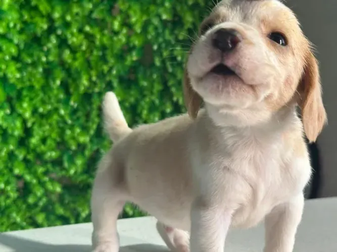 beagles a pronta entrega