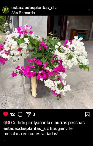 Plantas ornamentais, grama em geral