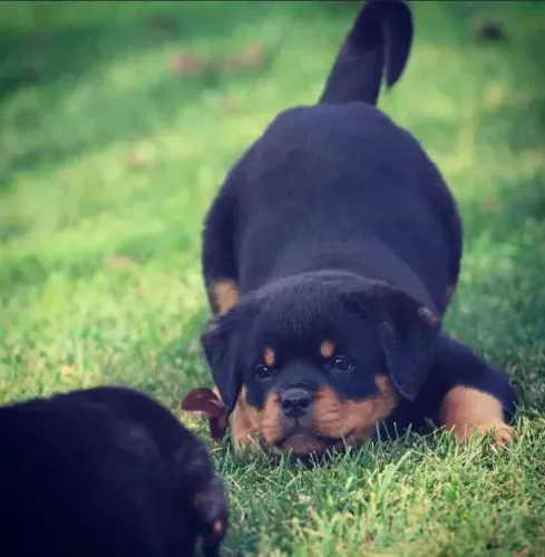 Rottweiler Ele só quer estar ao seu lado