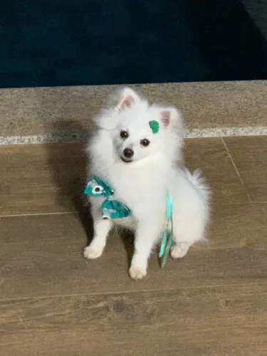 Lulu da boomerang