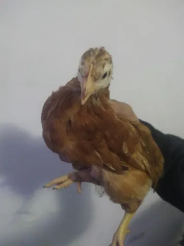 Pintinhos Caipira e Embrapa 51 disponíveis, valores entre 10 e 35 reais por unidade. 