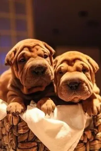 Sharpei 