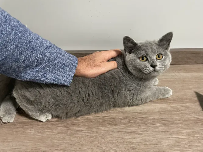 Filhote British Shorthair Fêmea Blue (cinza) 