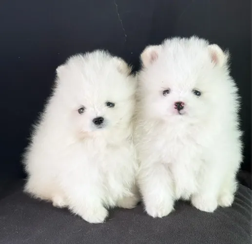 Lulu da Pomerania Branquinhos padrão Ursinho Teddy ac cartão 