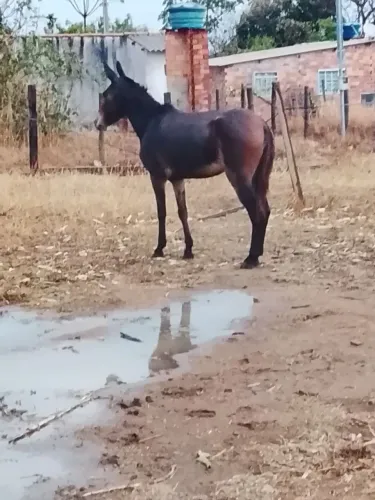 Mula de patrão