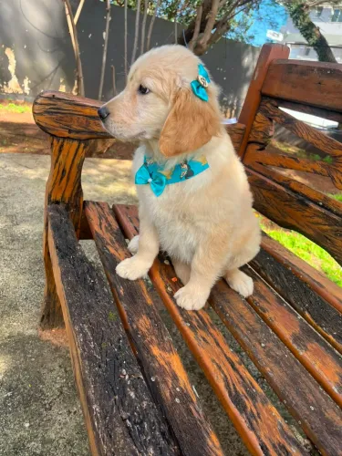 Golden retriever