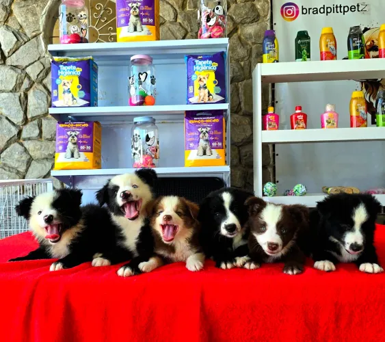 Filhotes de Border Collie de ALTÍSSIMO PADRÃO