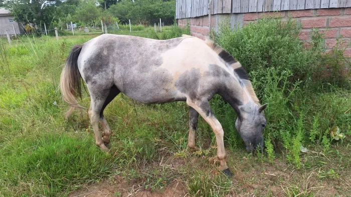 Cavalo tubiana