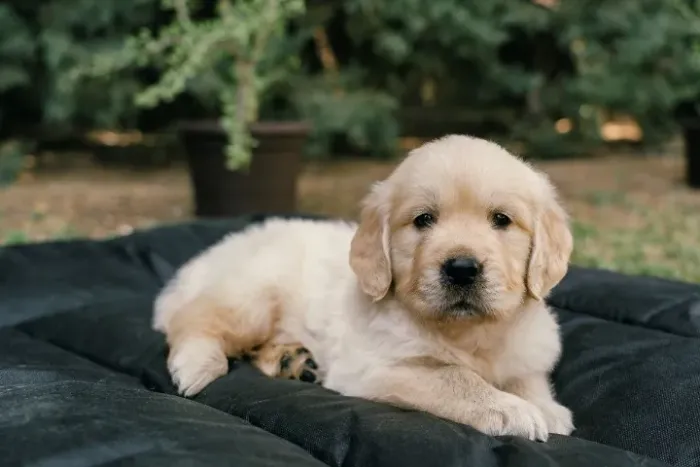 Estou doando um Golden Retriever
