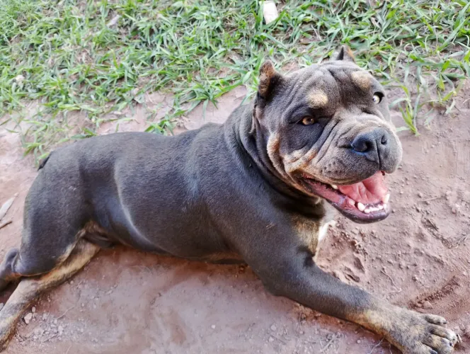 Vendo Pit Monsters