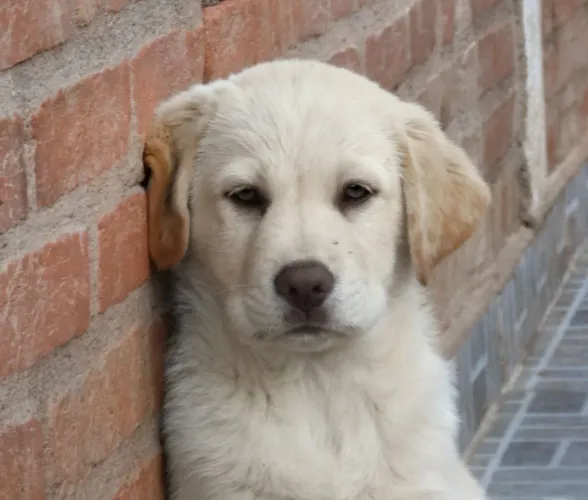 Caramelo machinho últimos - labrador