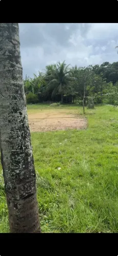 caseiro com experiencia em sitio para mexer com gado e hortas