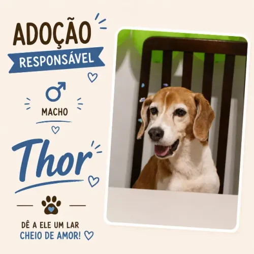 Doação de Cachorro