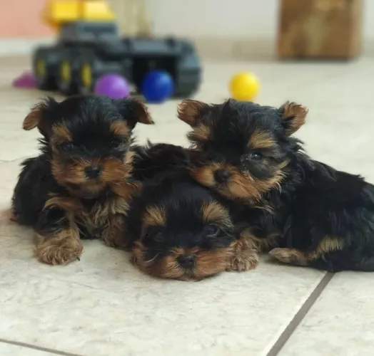 Yorkshire micrinhos meninos vacinados ac cartão 
