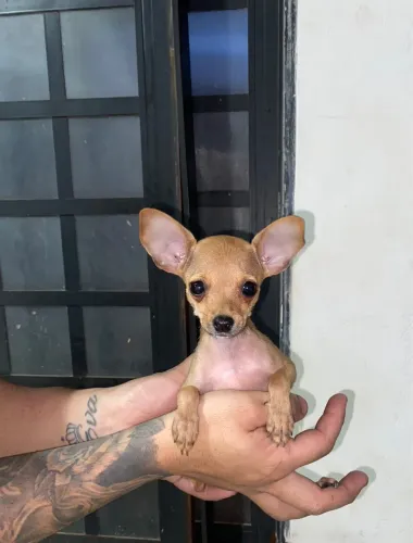 Pinscher fêmea 0