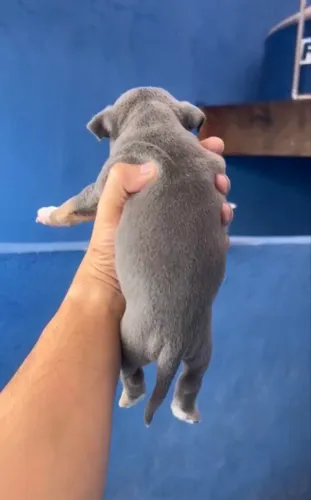 American Bully com Pedigree 