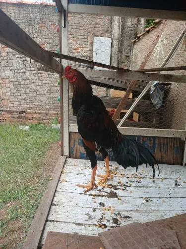 Frango 9 meses