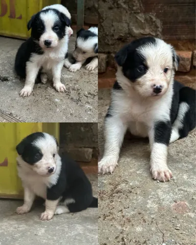 Border Collie Disponível- 