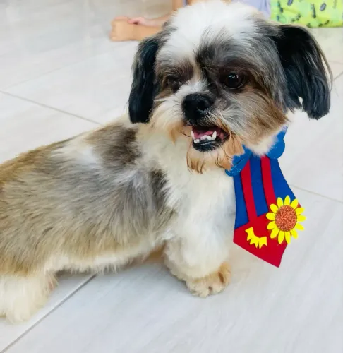 Adoção Responsabilidade Shihtzu