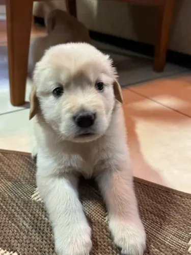 Golden Retriever,Golden Retriever Filhote Saudável Excelente Companhia