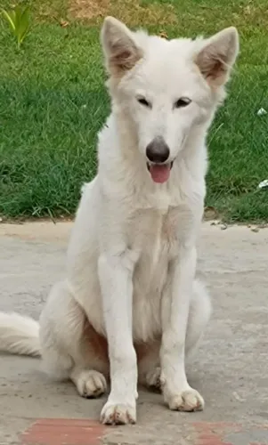 Cachorro Pastor Suíço raça pura